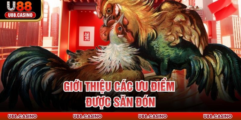 Đá Gà Trực Tiếp U88 - Trải Nghiệm Chọi Kê Không Giới Hạn - vosija